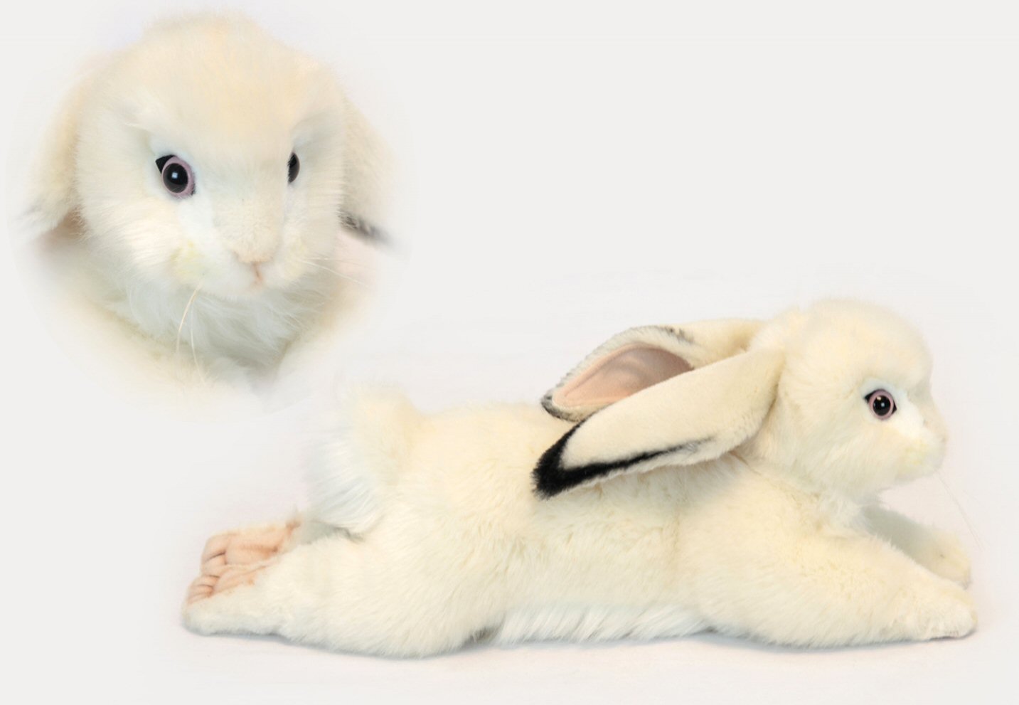 white lop eared rabbit
