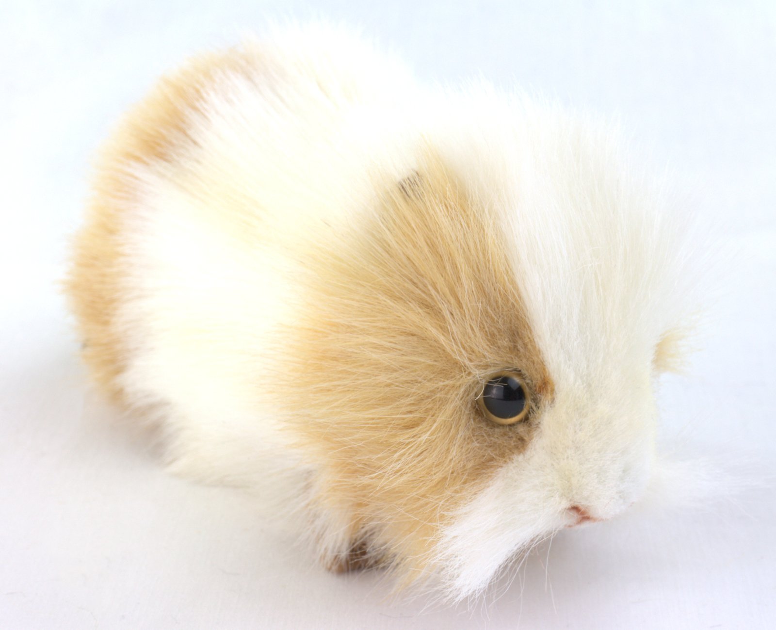 hansa guinea pig