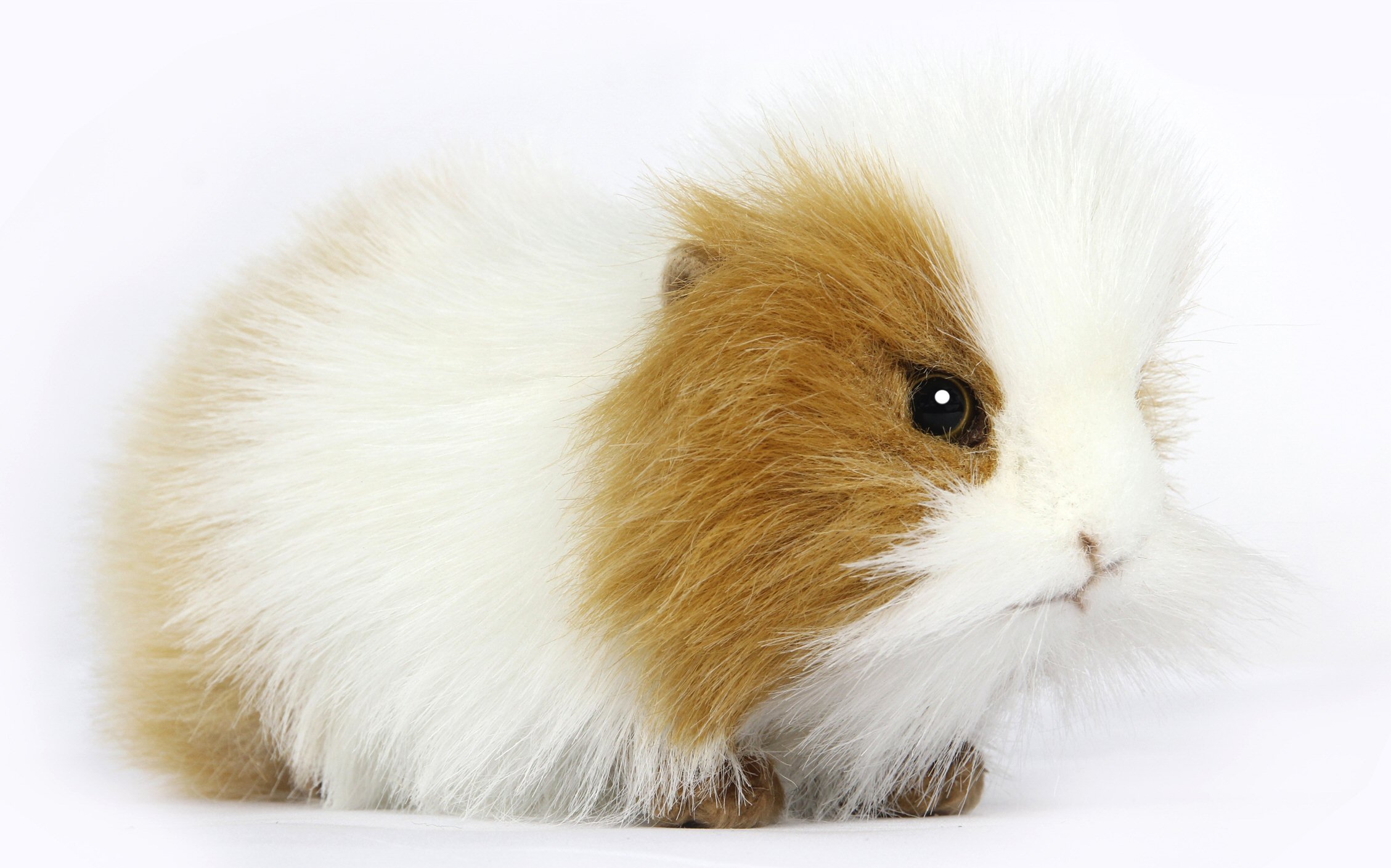 Soft Toy Gold & White Guinea Pig By Hansa (20cm) 7319 | Lincrafts