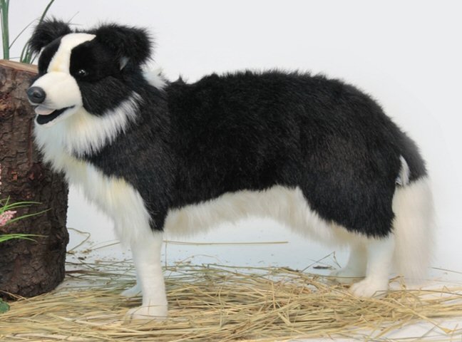 Hansa 10 Border Collie Puppy