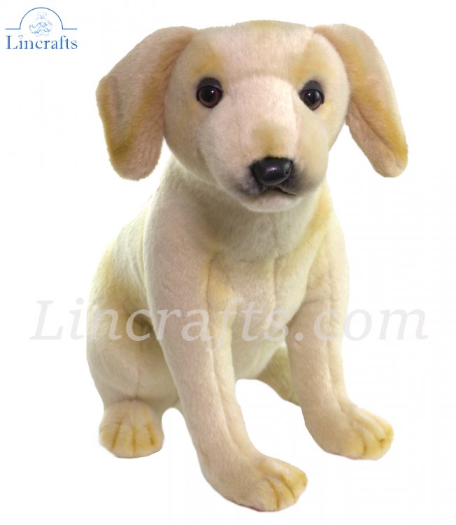 Labrador clearance puppy teddy