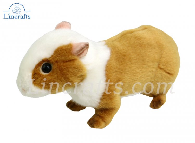 Hansa sales guinea pig