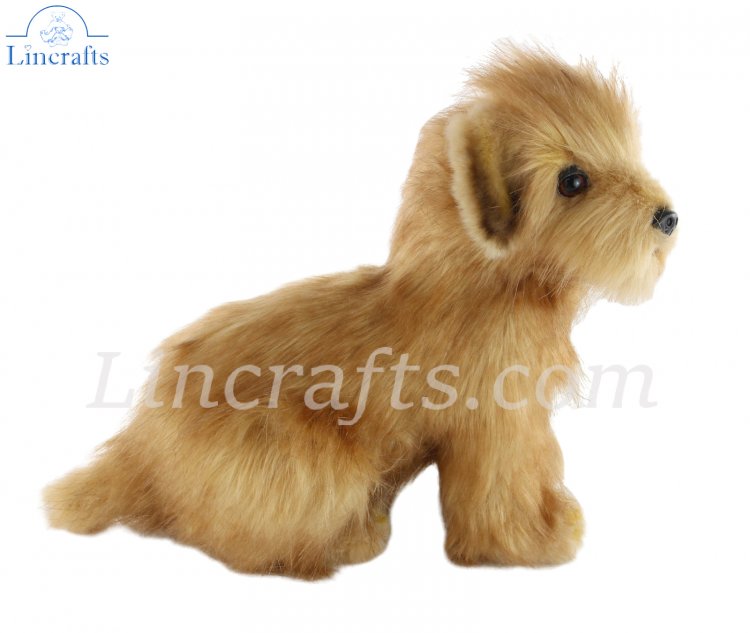 toy norfolk terrier