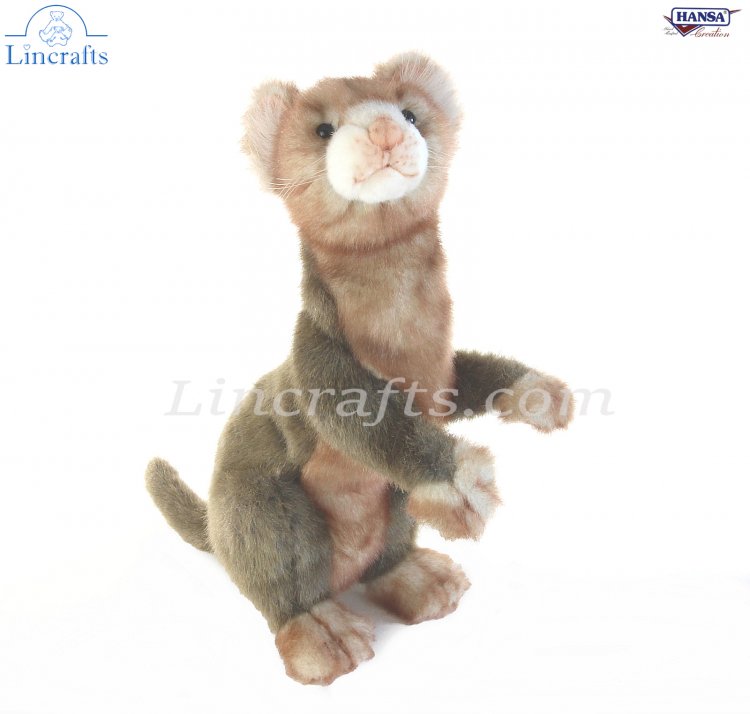 teddy bear ferret